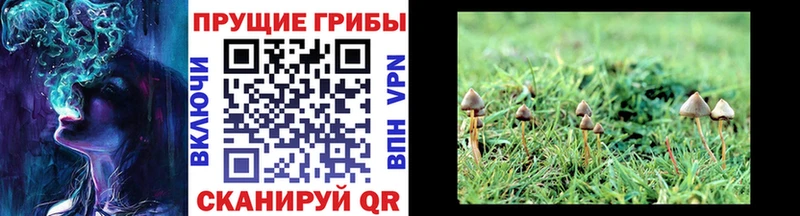 Псилоцибиновые грибы мицелий  omg ссылки  Заинск 